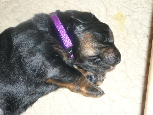 Finja